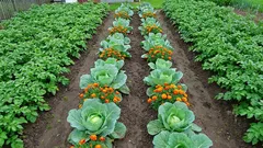 Pourquoi ces 5 paires de plantes se détruisent mutuellement dans le jardin