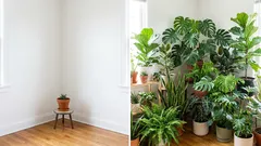 Un verdissement turbo : 10 plantes d'intérieur qui poussent à toute vitesse et transformeront rapidement votre pièce en une oasis de verdure