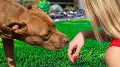 Pourquoi votre chien n'aime pas certaines personnes – ce que l'odeur, la voix et l'expérience révèlent réellement