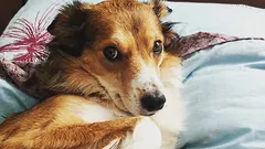 Comment reconnaître que votre chien ne vous fait pas confiance : trois habitudes que vous considérez comme de l'obéissance