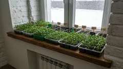 Pourquoi ces fleurs doivent-elles être semées en janvier pour obtenir des semis ? Liste des fleurs à semer en janvier !