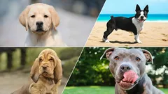 10 races de chiens au tempérament en or — celles qui valent vraiment la peine d'être adoptées