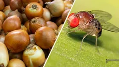 J'ai chassé les mouches de mes oignons et de mes fleurs à l'aide d'un simple bouchon de liège (et je vous recommande de faire de même, ça marche !).