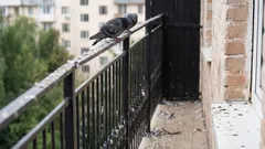 Comment « expulser » les pigeons de votre balcon ? Cette couleur aidera à les effrayer.