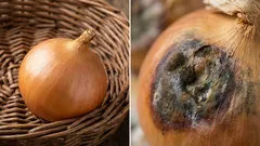 Beaucoup de gens commettent cette erreur. Si vous conservez des oignons à côté, ils pourriront.