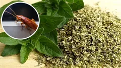 Comment repousser les cafards de votre maison avec une petite quantité d'origan : un remède maison efficace contre les insectes.