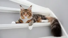 Maine Coon : tout ce que vous devez savoir sur ce gentil géant.