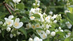 Une plante d'intérieur que l'on appelle « source de bonheur » : son parfum améliore l'humeur et apaise les nerfs.