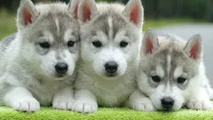 Comment apprendre à votre chiot à faire ses besoins à l'extérieur : une méthode d'entraînement étape par étape