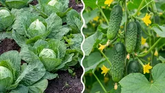 Que se passe-t-il si vous plantez du chou à côté de concombres : une erreur ou la bonne décision ?