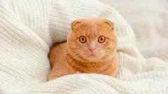 Ce que les chats voient et que nous ne voyons pas