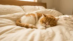 7 raisons principales pour lesquelles votre chat a cessé de dormir à vos côtés