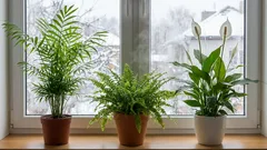 Ces plantes peuvent-elles remplacer les humidificateurs coûteux ? Un expert a désigné trois « sauveurs » pour la maison.