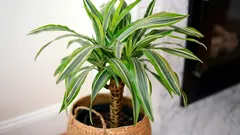 9 règles pour prendre soin du DRACENA : comment transformer une plante chétive en une beauté tropicale