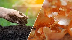Les pelures d'oignon dans le jardin : fertilisation, protection et compost