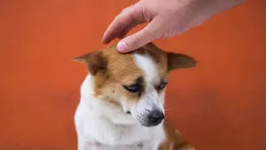 7 choses qui agacent votre chien, sans que vous vous en rendiez compte