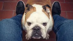 Pourquoi les chiens reniflent-ils entre les jambes des gens, et que cherchent-ils réellement à découvrir ? Comment réagir face à cela ?