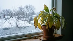 6 plantes d'intérieur à ne pas placer sur un rebord de fenêtre en hiver, car elles risquent de tomber malades et de mourir.