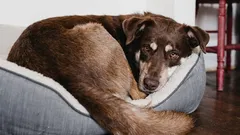 Pourquoi les chiens tournent-ils sur eux-mêmes avant de se coucher : le langage secret que vous ne compreniez pas