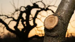 Comment empêcher les arbres de pousser afin qu'ils donnent des fruits : 3 erreurs de taille que beaucoup de gens commettent