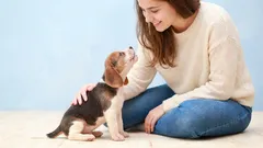 Comment comprendre ce que dit votre chien : 20 signaux, postures et mouvements importants que les chiens utilisent pour communiquer avec leurs maîtres