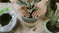 5 erreurs fatales lors du rempotage des plantes d'intérieur qui les tueront inévitablement : ne faites pas cela