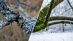 Comment se débarrasser de la mousse et du lichen sur les arbres en hiver sans produits chimiques : un remède traditionnel efficace pour tous les jardins