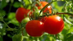 Pour obtenir des tomates charnues et juteuses : quelles variétés semer en hiver ?