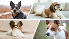 Chiens à longue durée de vie : 7 races à la santé robuste et au tempérament doux