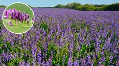 Cette plante augmente rapidement la fertilité même des sols sableux, et elle est également très utile. Vous pouvez la planter dès maintenant.