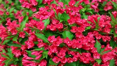 Une beauté incroyable pour votre jardin : fleurit pendant 6 mois, résiste à des gelées allant jusqu'à -35 °C et atteint une hauteur d'un mètre et demi.