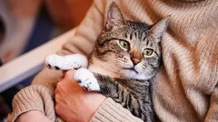 Quand les chats vieillissent et en quoi leur vieillissement diffère de celui des chiens