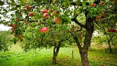 Pourquoi les pommiers ne donnent-ils pas de fruits : la principale erreur du jardinier