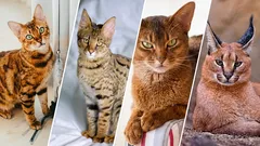 10 chats avec du sang sauvage dans les veines