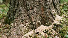 Comment savoir si un arbre est infesté par les scolytes : premiers signes, quand il est encore possible de le sauver