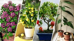 Quels fruits pouvez-vous cultiver dans votre appartement : vous n'en aviez même pas idée