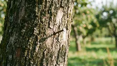 Pourquoi enfoncer un clou dans un pommier : un rituel ancien qui peut s'expliquer scientifiquement