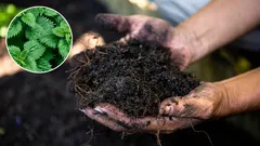 Pourquoi ajouter de l'ortie au compost : un résultat inattendu