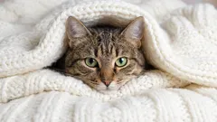 Pourquoi les chats doivent-ils grimper dans le lit de leur propriétaire la nuit ?